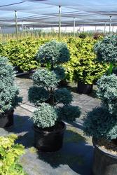 Chamaecyparis pisifera Cyano viridis — photo 1