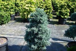 Chamaecyparis pisifera Cyano viridis — photo 3