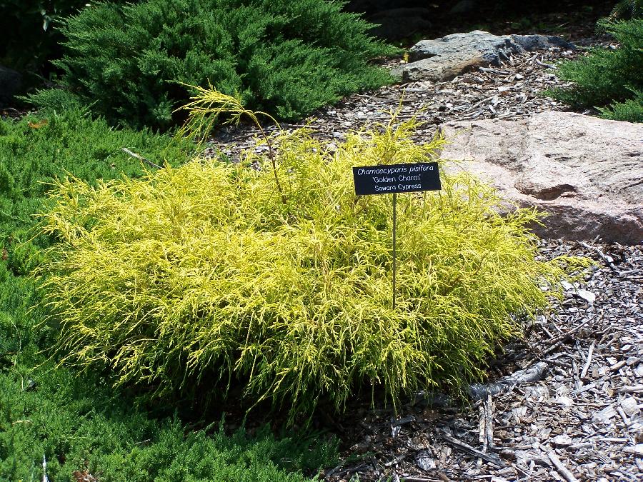 Chamaecyparis pisifera filifera Golden Charm — photo 1