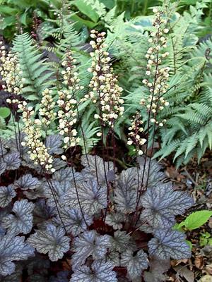 chameleon spurge — photo 1