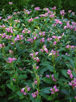 Chelone lyonii Hot Lips — photo 1