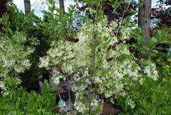 Chionanthus Chinese Fringetree — photo 2