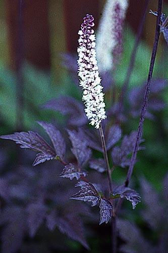 Cimicifuga ramosa Brunette — photo 1