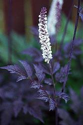 Cimicifuga ramosa Brunette — photo 1