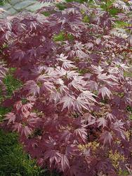 Acer palmatum 'Moonfire' — photo 1
