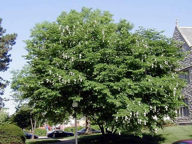 Cladrastis kentukea 'Lutea' — photo 1