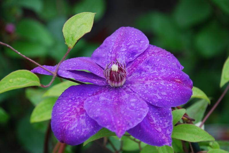 Clematis The President — photo 1