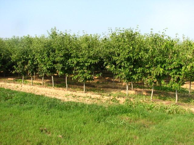 Cornus (Rutban) Constellation — photo 1