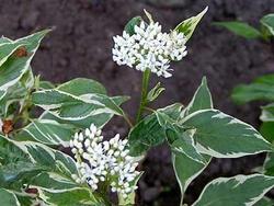 Cornus alba Argenteo-marginata — photo 1