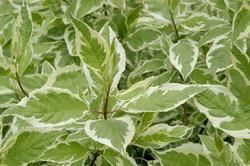 Cornus alba Bailhalo — photo 1