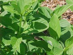 Cornus alba Buds Yellow — photo 1
