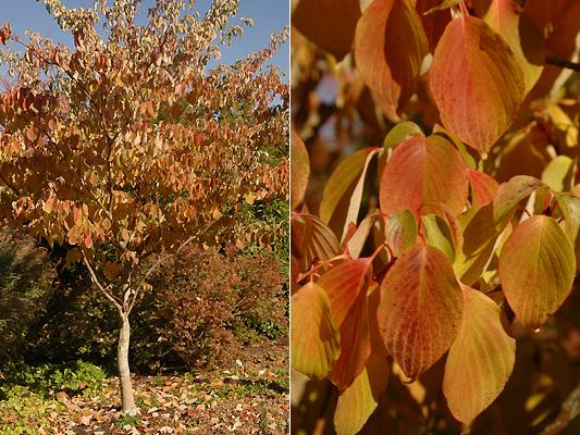 Cornus Contrata June Snow — photo 1