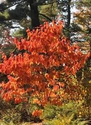 Cornus florida 'Appalachian Spring' — photo 1