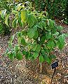 Cornus florida 'Appalachian Spring' — photo 2