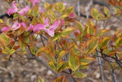 Cornus florida Cherokee Sunset — photo 2