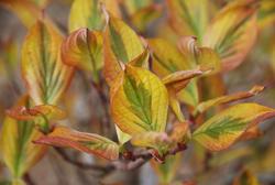 Cornus florida Cherokee Sunset — photo 3