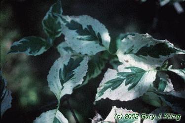 Cornus florida Welchii