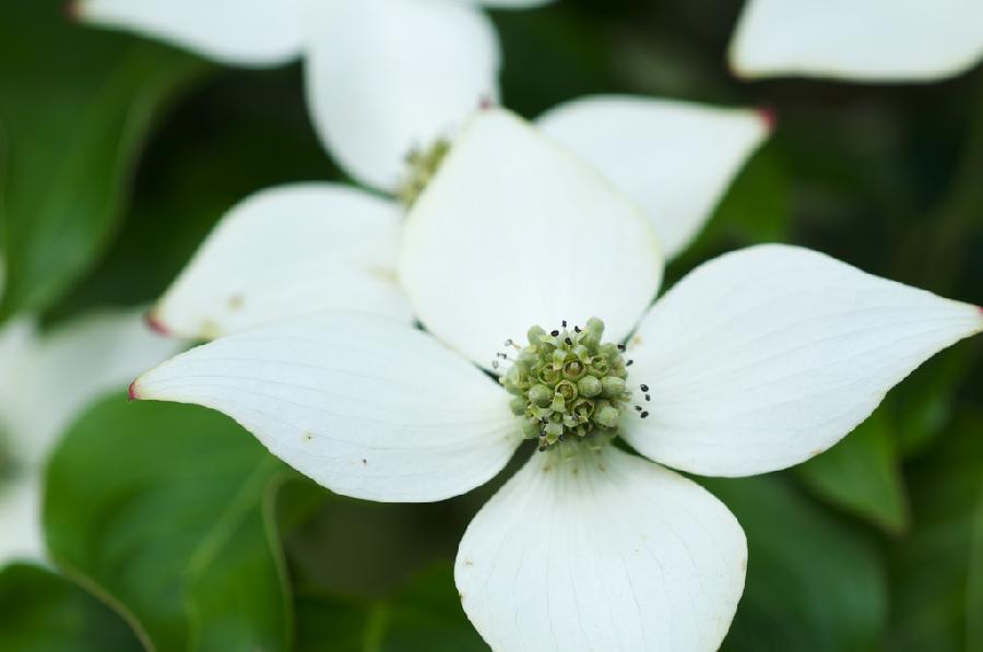 Cornus kousa 'Blue Shadow' — photo 1