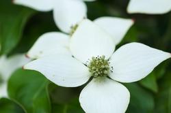 Cornus kousa 'Blue Shadow' — photo 1