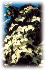 Cornus kousa Galilean — photo 1