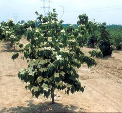 Cornus kousa Galilean — photo 2
