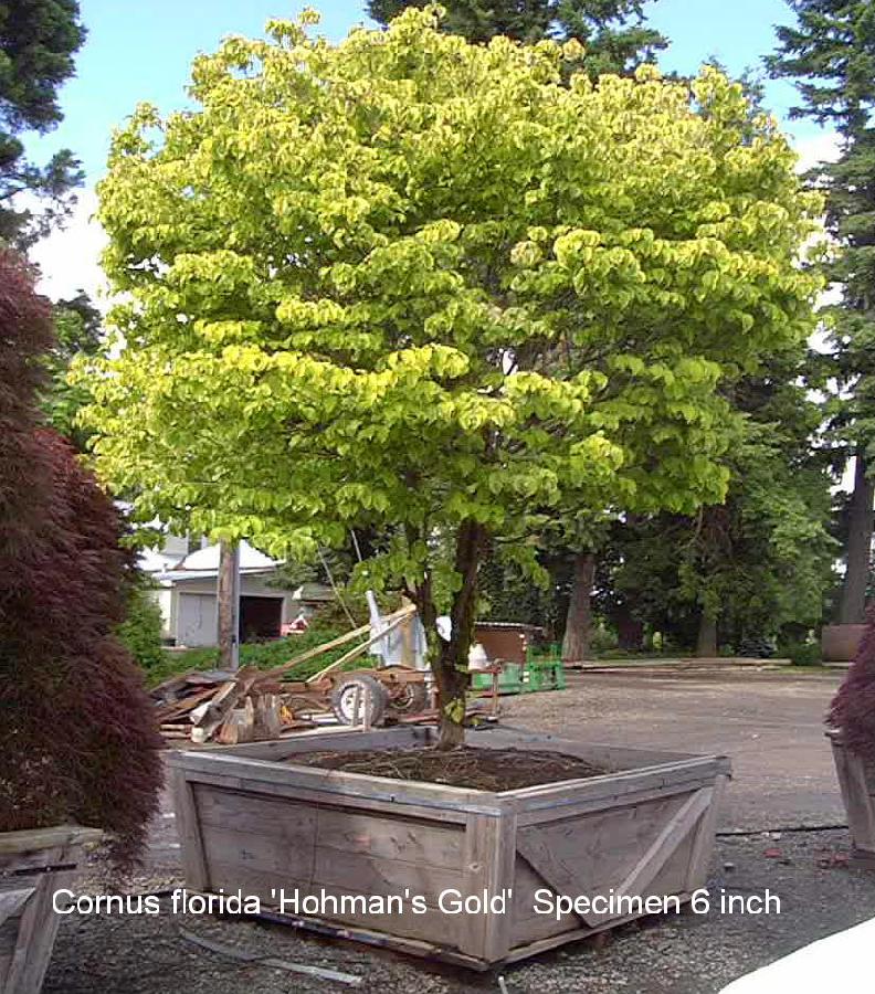 Cornus kousa Hohmans Gold — photo 1