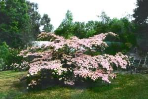 Cornus kousa Radiant Rose — photo 1