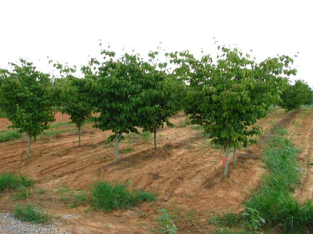 Cornus kousa 'Satomi' — photo 1