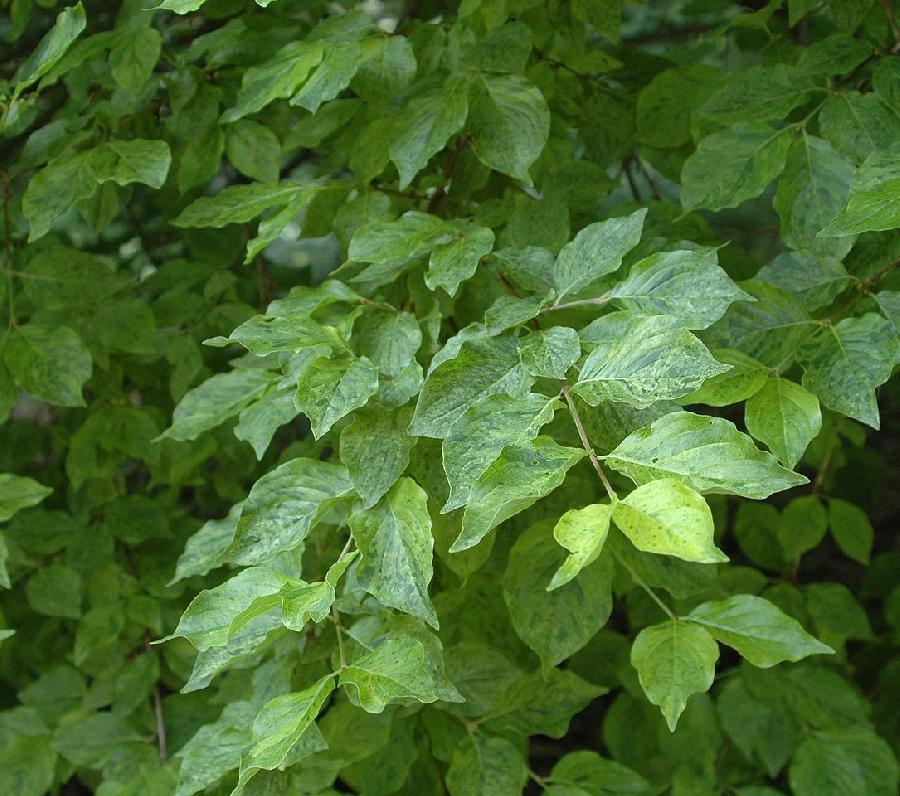 Cornus Mas Elegant — photo 1