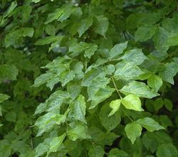 Cornus Mas Elegant — photo 1