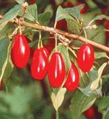 Cornus Mas Red Star — photo 1