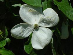 Cornus 'Rutban' or 'Aurora' — photo 1