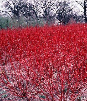 Cornus sericea 'Baileyi' — photo 1