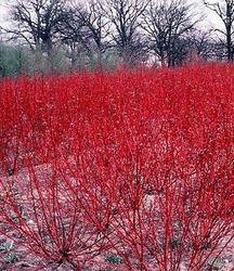 Cornus sericea 'Baileyi' — photo 1