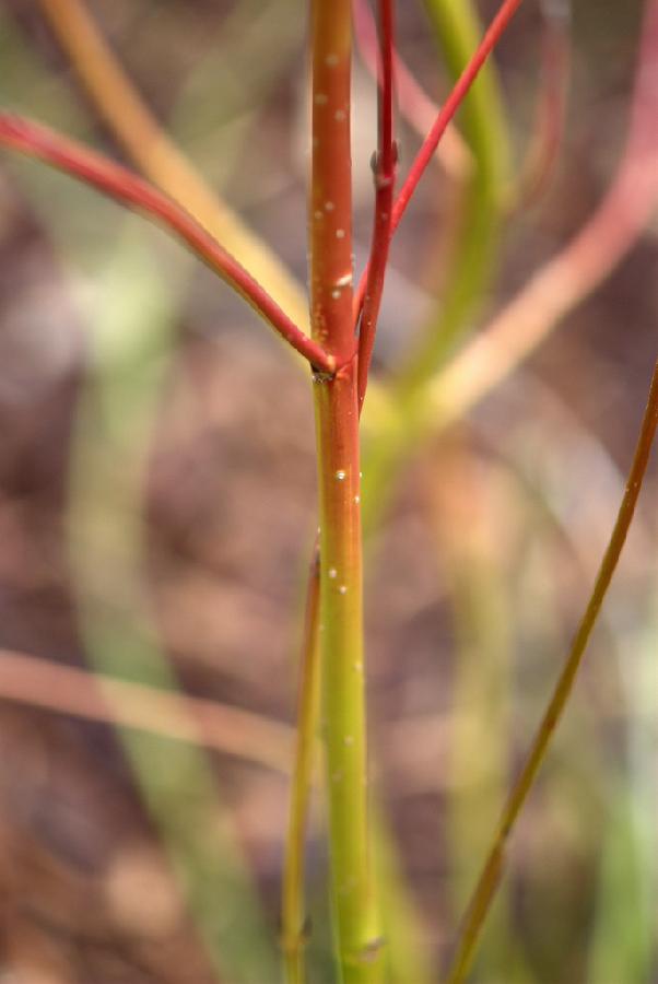 Cornus sericea Cardinal — photo 1
