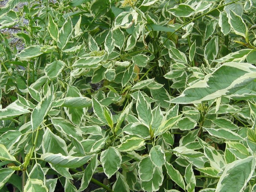 Cornus sericea Silver and Gold — photo 1