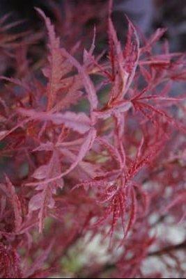 Acer palmatum 'Beni Komachi'