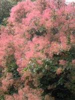 Cotinus coggygria 'Grace' — photo 1
