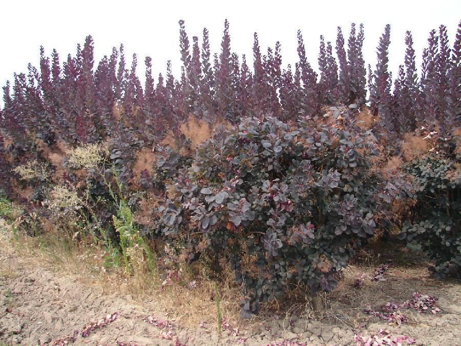 Cotinus coggygria Velvet Cloak — photo 1