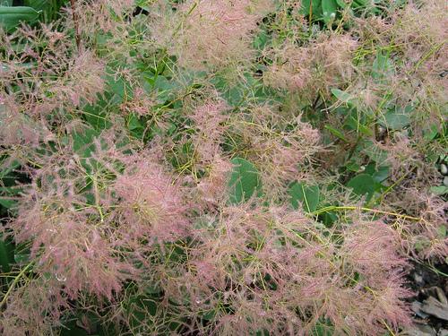 Cotinus coggygria 'Young Lady'