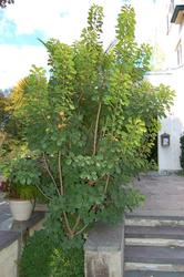 Cotinus coggyria 'Golden Spirit' — photo 1