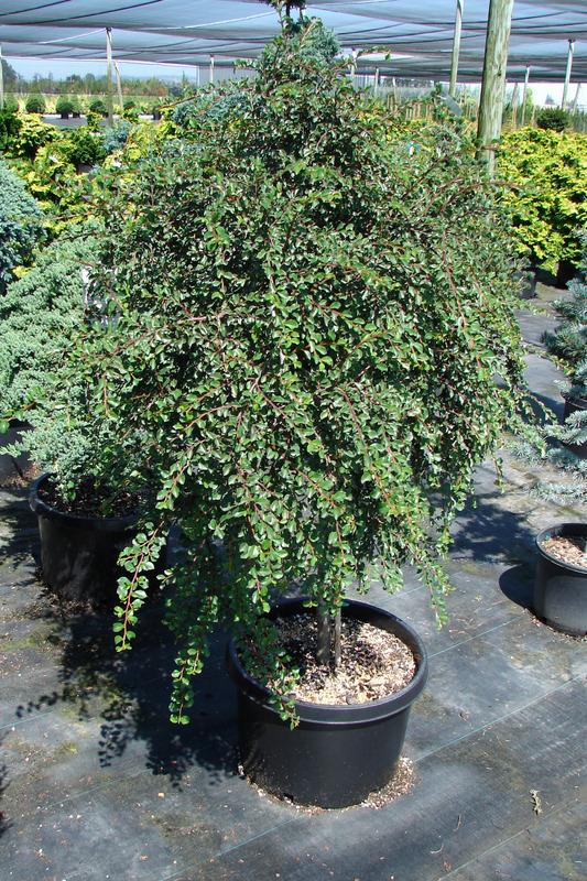 Cotoneaster adpressus Praecox — photo 1