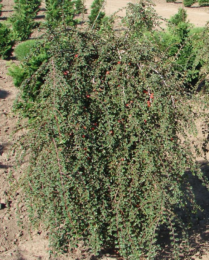 Cotoneaster adpressus 'Tom Thumb' — photo 1