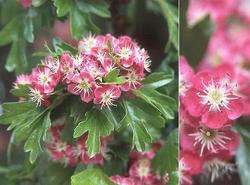 Crataegus Crimson Cloud — photo 1
