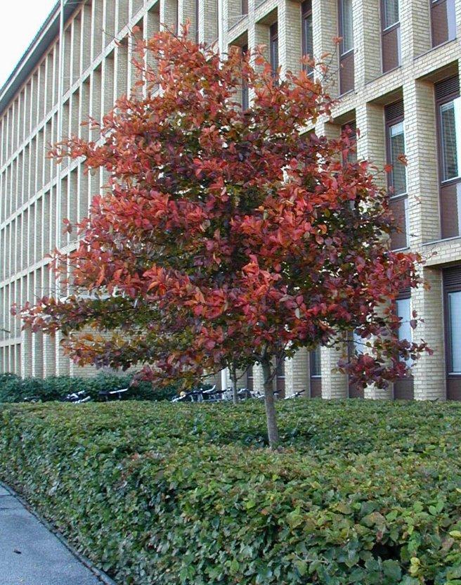 Crataegus crusgalli — photo 1