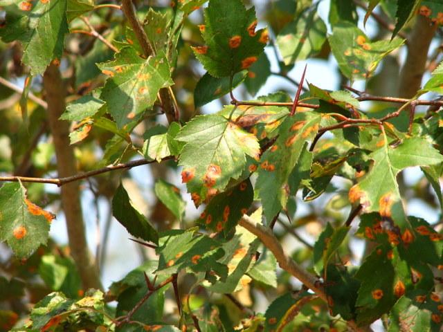 Crataegus viridis 'Winter King' — photo 1