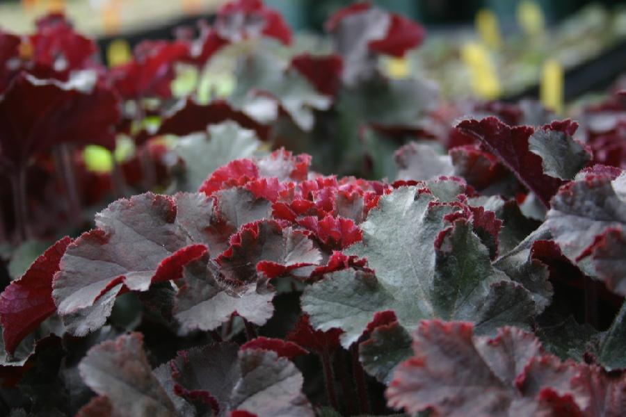 Heuchera Crimson Curls