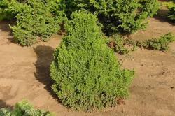 Cryptomeria japonica 'Black Dragon' — photo 1