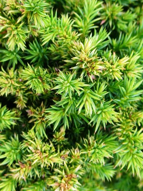 Cryptomeria japonica Compressa — photo 1