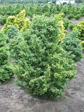 Cryptomeria japonica Jindai sugi — photo 1